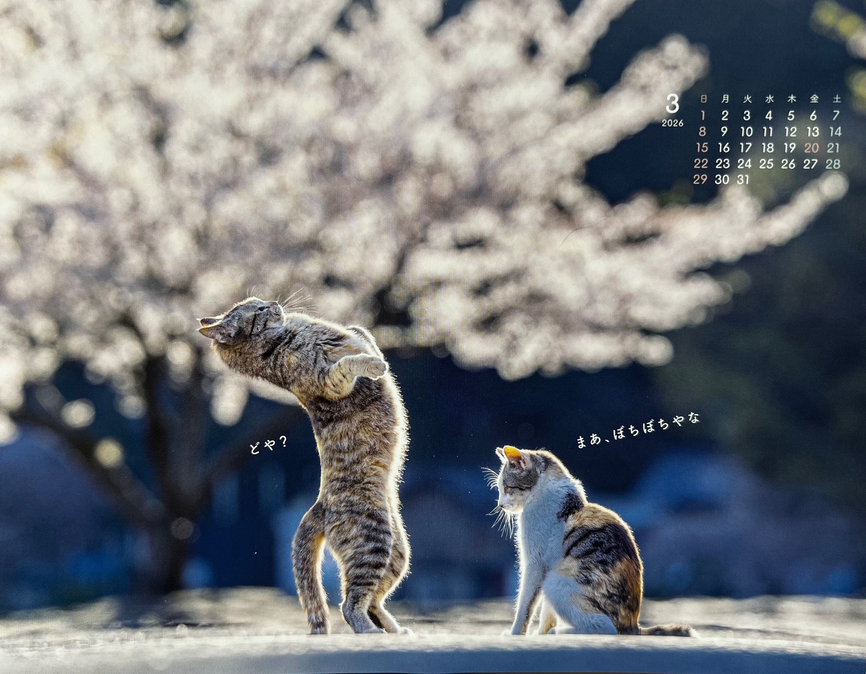 サムネイル画像